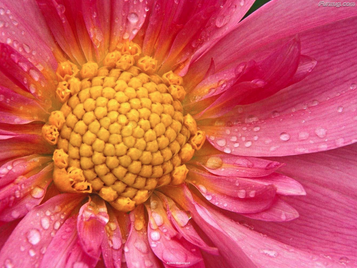 Extreme Close-Up Flower