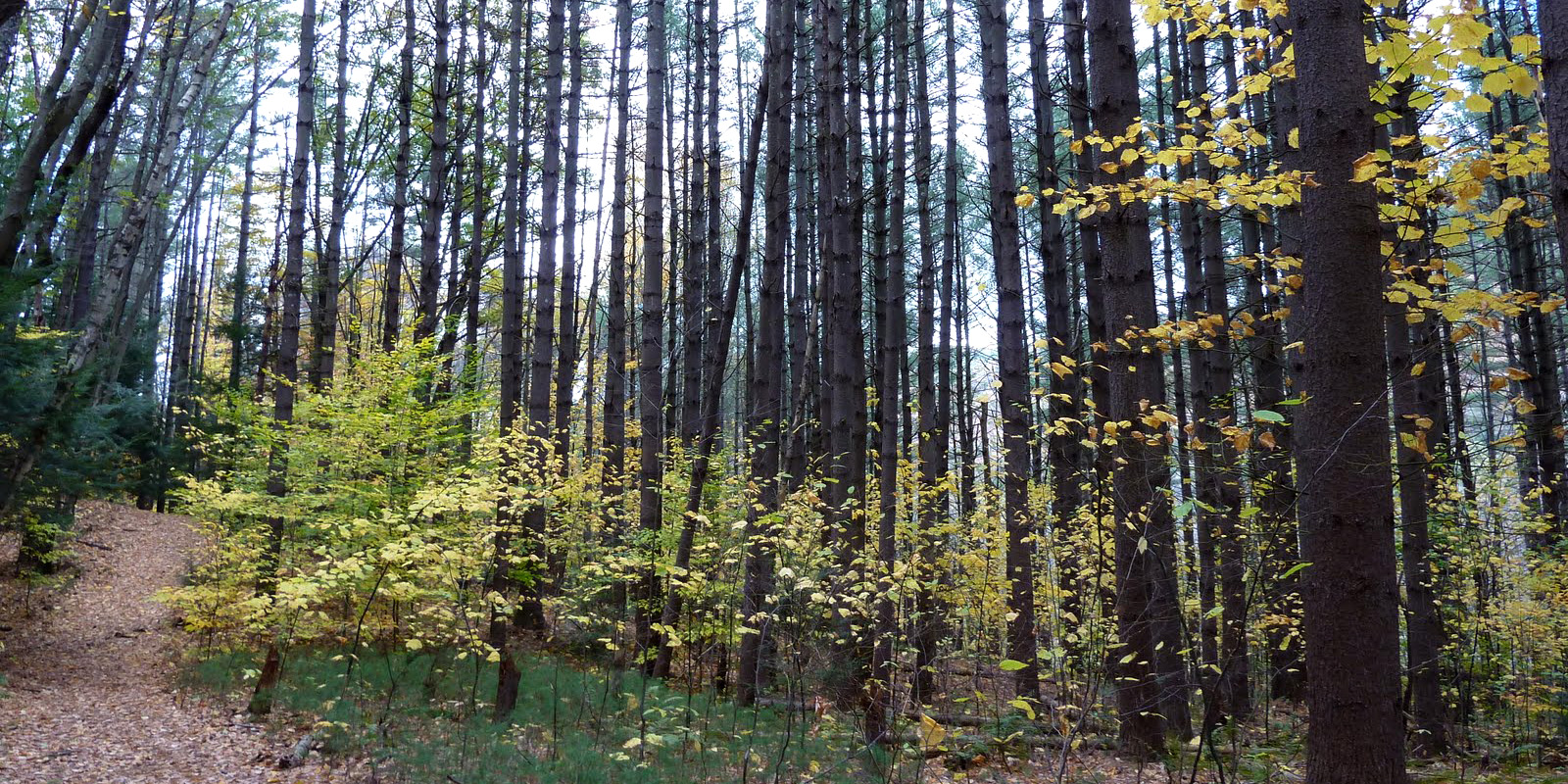 Pine Forest