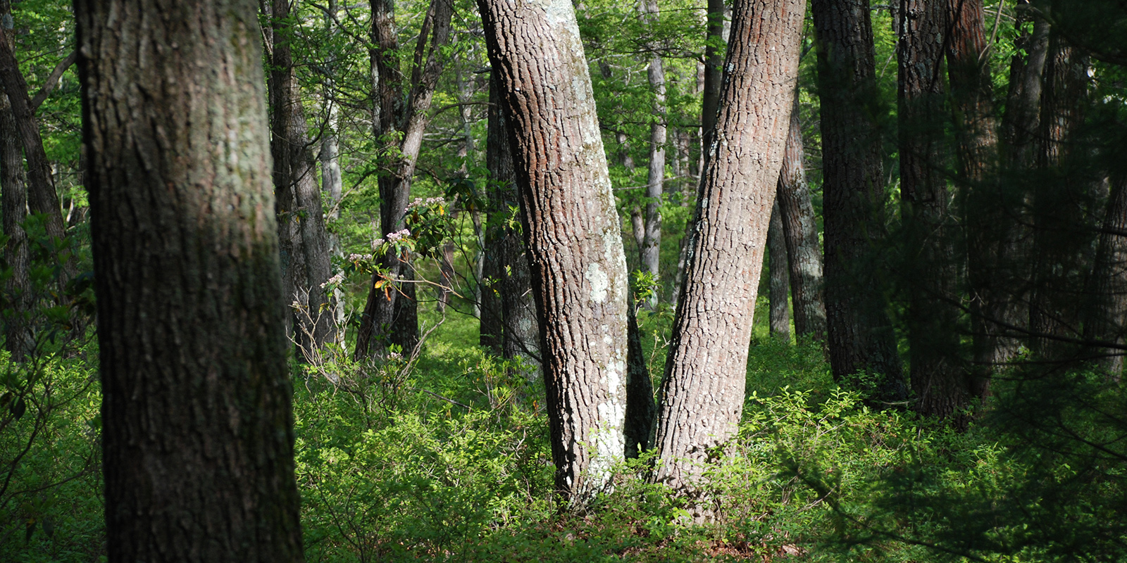 Pine Forest